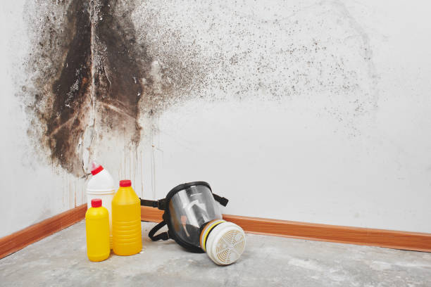Professional Mold Removal in Wadsworth, IL
