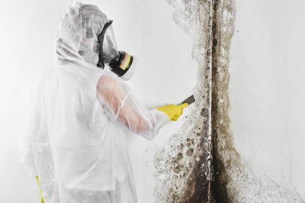 Best Mold Testing and Removal  in Wadsworth, IL