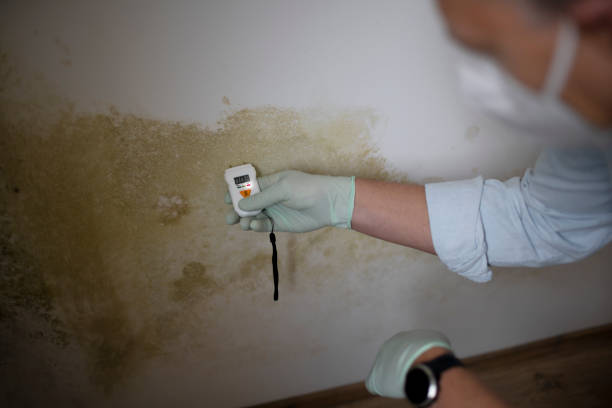 Best Mold Cleaning Services  in Wadsworth, IL
