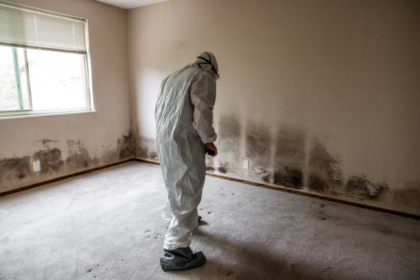 Best Certified Mold Removal  in Wadsworth, IL